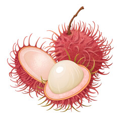 rambutan fruit icon isolated on a white background 