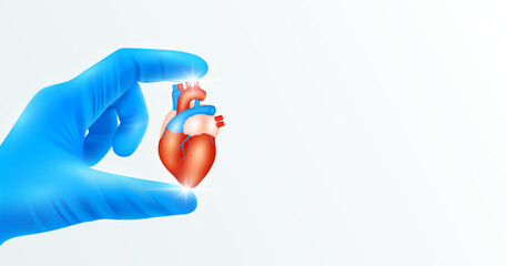 Doctor's hand in blue gloves holding heart. Shows human organ model close up on white background with blank space for your text. Medical health care analyzes. Vector realistic images.