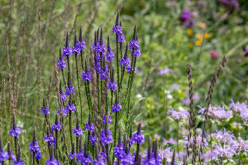 Fototapeta premium Natural prairie texture background, with view of blue vervain flowers