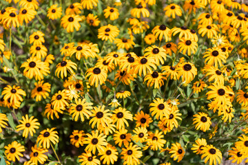 Yellow coneflower flower. Natural flower plant. Flora nature. Yellow flower background. Floral coneflower yellow background. Coneflower flower. Flowering coneflower in garden. Outdoor flowering plant