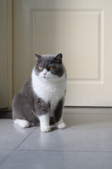 British Shorthair sitting on the floor