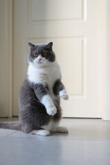 British Shorthair cat standing on two legs