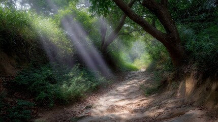 Sunlit Forest Trail Winding Through Dense Greenery for Adventure Exploration