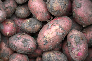 Freshly Harvested Red Potatoes Covered with Earthy Soil in Close-Up View