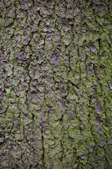 Close Up Texture Of A Spruce Tree Bark With A Flaky Pattern And Green Lichen Growing On It. Natural Wooden Background. Vertical.