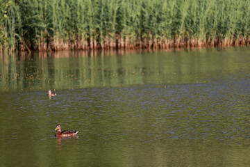 A Female Mallard Duck (Anas Platyrhynchos) Swimming Peacefully On A Calm Pond With Green Reeds On The Shore In The Background. Waterfowl Wildlife Scene.