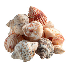 Obraz premium A Pile of Sea Shells on a White Background. on a White and Transparent Background.