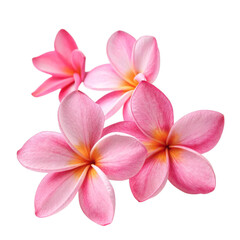 frangipani flower isolated on white