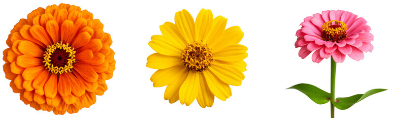 Obraz premium Set Wild yellow zinnia with natural imperfections and bent petal edges, isolated on transparent background PNG