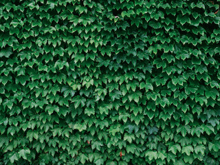 green ivy background