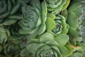 Obraz premium close up of a cactus