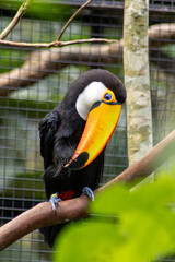 toucan on a tree