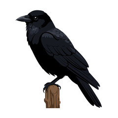 Fototapeta premium Detailed Illustration of a Perched Raven