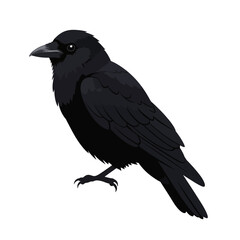 Obraz premium Detailed Illustration of a Sleek, Perched Raven with Dark Feathers