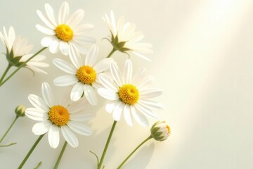 Fototapeta premium A cluster of pristine white daisies basking in soft sunlight, their delicate petals unfurling in gentle breeze, exuding purity and serenity.