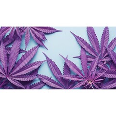 Purple cannabis leaves arranged on a light blue surface.