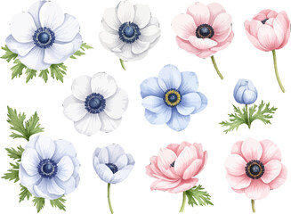 Gentle watercolor anemone floral designs. Elegant anemone flower illustrations in watercolor. Watercolor botanical flowers in soft pink and blue. Set of watercolor anemones with delicate petals