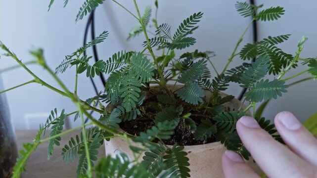 Touching Mimosa pudica leaf in slow motion triggers gentle closing reaction on green stem