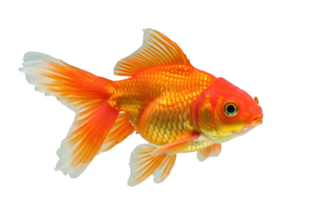 A beautiful vibrant orange goldfish with flowing fins swimming gracefully against a stark transparent background