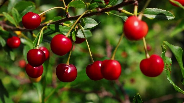 Ripe red juicy cherries on branches against a backdrop of bright summer greenery