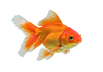 Fototapeta premium A vibrant orange and white goldfish swims gracefully in profile isolated on a clean transparent background