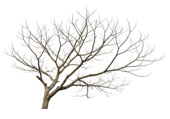 Obraz premium A bare tree with intricate branches isolated against a transparent background representing winter nature and minimalist design