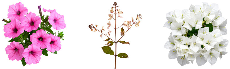 Set Vintage-style dried bouvardia with curled petals and muted color tones, isolated on transparent background PNG