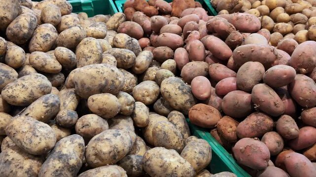 Different varieties of fresh potatoes on a shelf in a large store or farmers market, fresh seasonal vegetables
