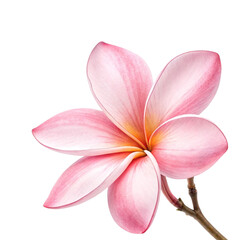Fototapeta premium frangipani flower isolated on white