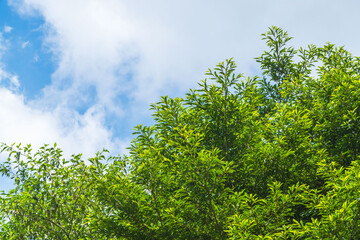 夏の空　夏山から見る青空と雲と山の木々71