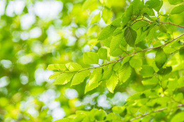 夏の森　木の葉が輝く46