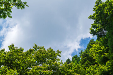 Obraz premium 夏の空 夏山から見る青空と雲と山の木々75