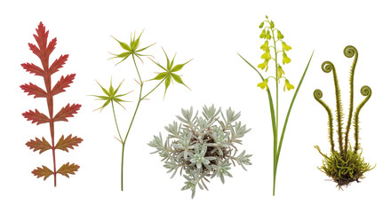 Obraz premium Collection of diverse indoor plants on transparent background, green and red foliage, succulents, and moss for home decor