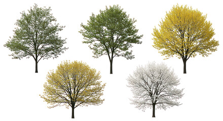 Fototapeta premium Set of five diverse trees with colorful foliage on transparent background, autumn and winter seasonal variations, high-quality botanical illustration