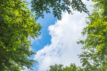Fototapeta premium 夏山の木々の隙間から空を見上げる03