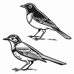 Elegant Bird Pair in Black and White Detailed Illustration of Avian Wildlife and Classic Artistic Design Elements