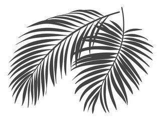 Beautiful palm tree leaf set silhouette background vector illustration