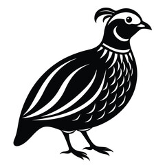 Monochrome Quail Illustration A Striking Visual Display of a Game Bird in Black and White Minimalism with Classic Details