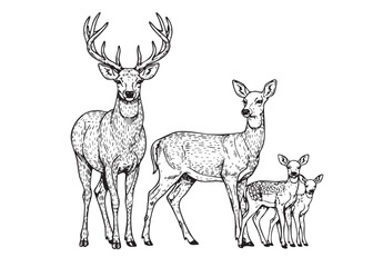 Graceful vector illustration of a deer family, ideal for nature and woodland themes.