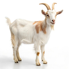 Fototapeta premium goat on white background