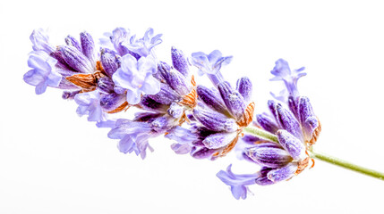 Obraz premium Elegant lavender sprig against a stark white background showcasing delicate purple petals and aromatic potential for calming therapies