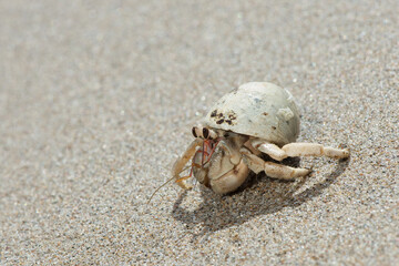 hermit crab on sand with white shell, hermit crab moving through beach, hermit crab white shell closeup