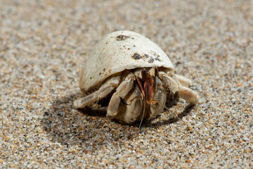 hermit crab white shell on beach, hermit crab crawling in sand, hermit crab isolated shell detail