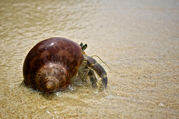 hermit crab on beach with seashell, hermit crab walking near waves, hermit crab holding brown shell on beach