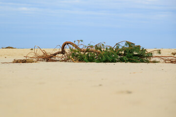 A lone conifer branch rests on an empty sandy beach like a storm survivor washed ashore. The minimalist composition captures the natural harmony &ndash; a contrast between the green foliage and golden sand,