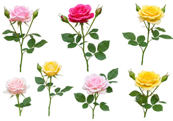 Seven elegant rose stems featuring delicate pink and yellow blossoms complete with green leaves and buds isolated on a pure transparent background for a clean presentation