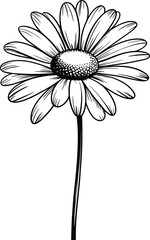 Delicate daisy illustration flower botanical
