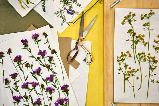A creative flatlay of various pressed wildflowers — daisies, vetch, astilbe, and yellow blossoms — laid out on paper sheets over a colorful rustic workspace, perfect for botanical projects
