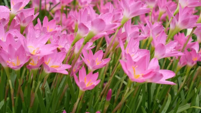 Pink rain lily, Zephyranthes rosea.