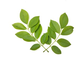 Gliricidia leaves (Gliricidia sepium) isolated on white background 
